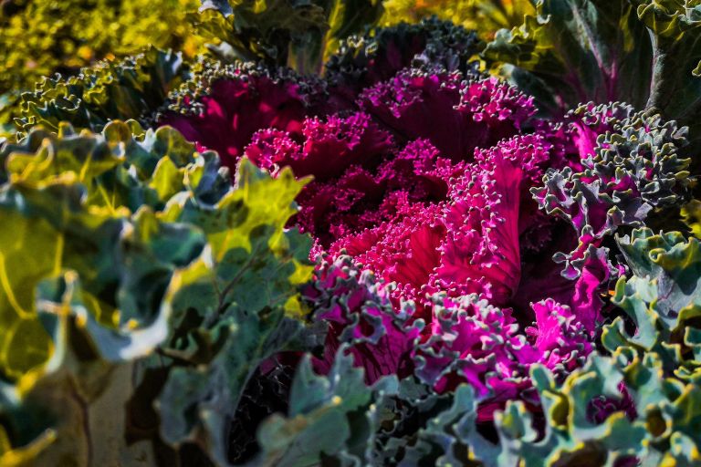 noble-brahma-iAhFo9bKXuE-unsplash